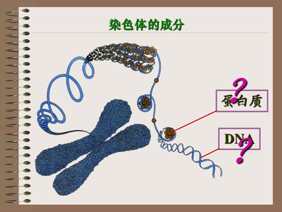 《DNA是主要的遗传物质》课件.ppt_第2页