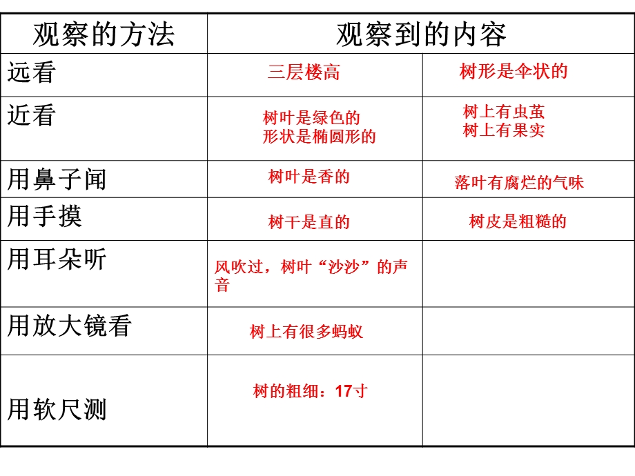 《校园的树木》课件1.ppt_第2页