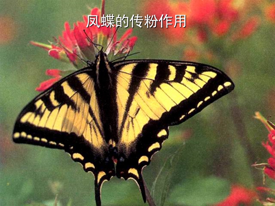 动物对植物花粉和种子的传播作用.ppt_第2页