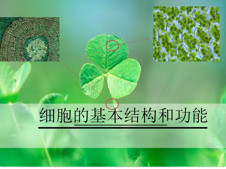 细胞的基本结构和功能.ppt_第1页