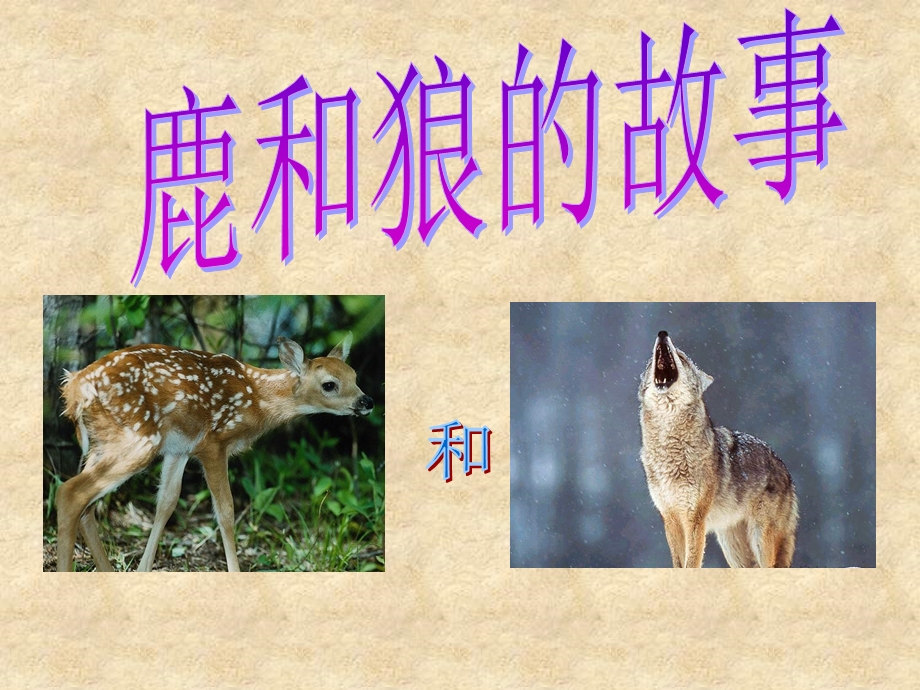 《鹿和狼的故事》课件2[1].ppt_第1页