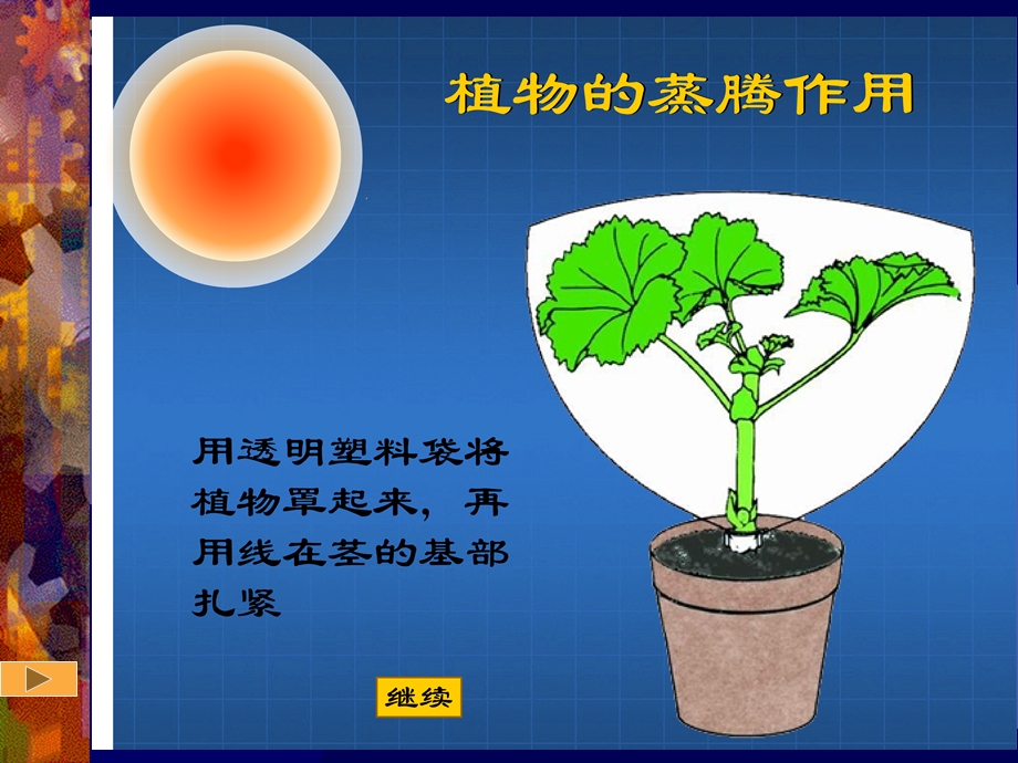 绿色植物参与生物圈的水循环1.ppt_第2页