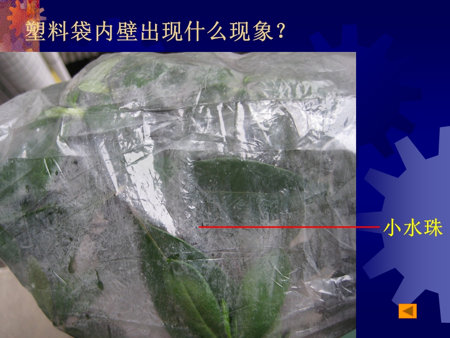 绿色植物参与生物圈的水循环1.ppt_第3页