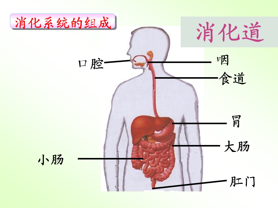 食物的消化和吸收.ppt_第2页