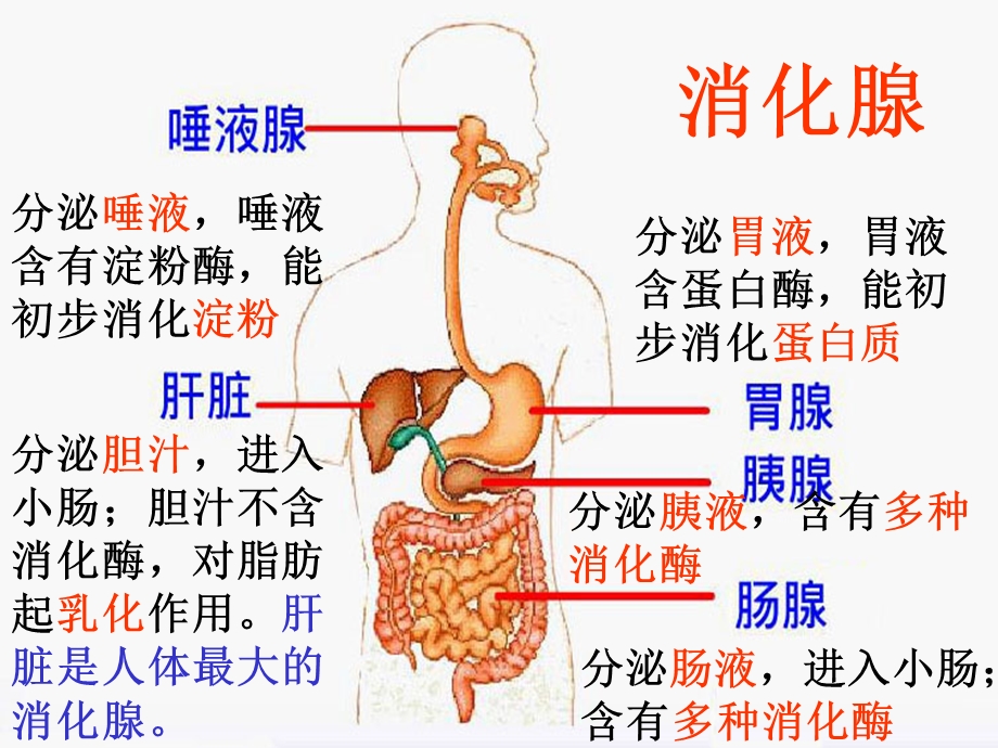 食物的消化和吸收.ppt_第3页