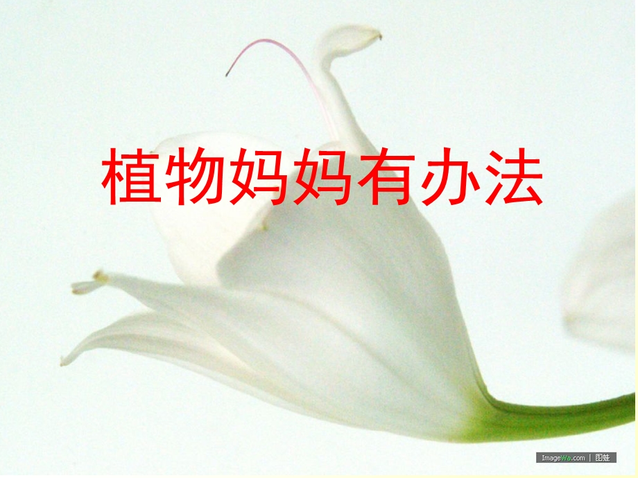 《植物妈妈有办法》课件【9页】.ppt_第1页