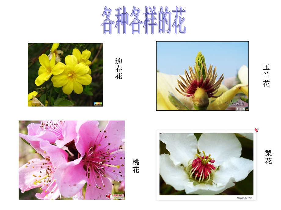 各种各样的花PPT.ppt_第2页