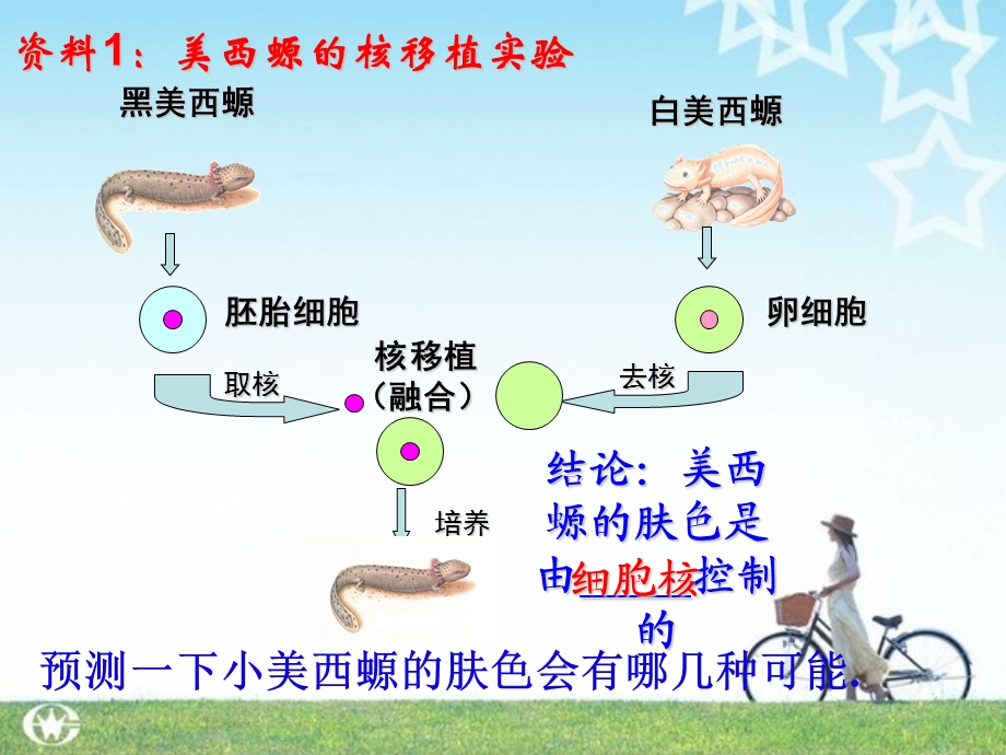 细胞核──系统的控制中心(1).ppt_第3页