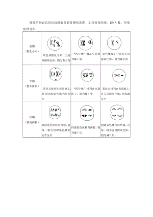 细致的列表总结比较细胞分裂各期形态图.doc