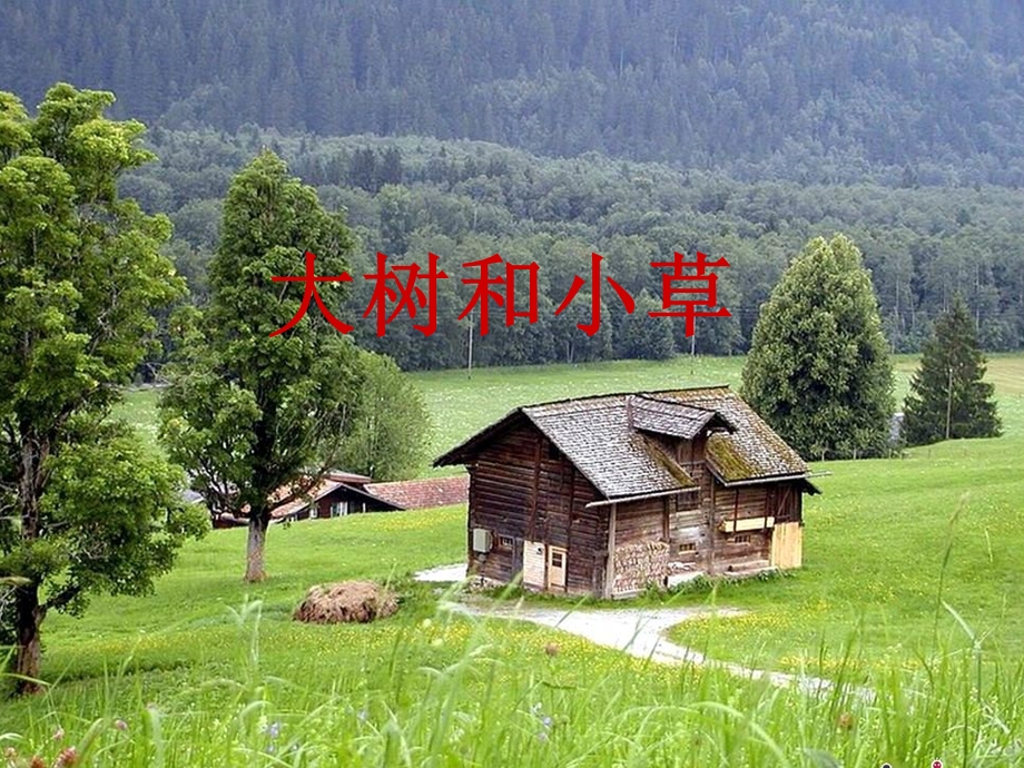 《大树和小草》课件2.ppt_第1页