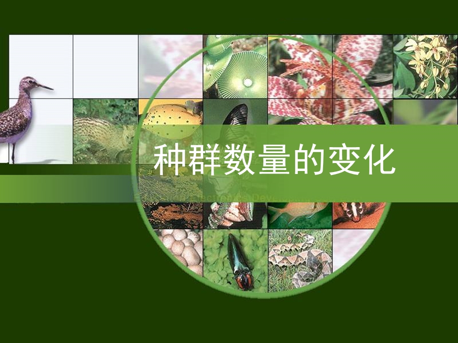 种群数量的变化.ppt_第1页