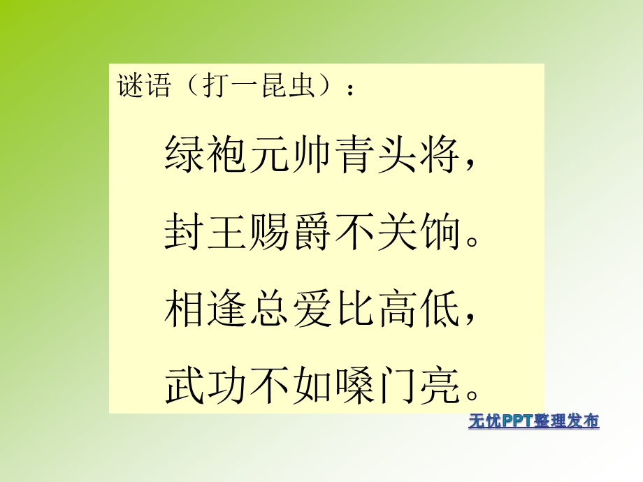 绿色蝈蝈创意课件(获奖).ppt_第3页