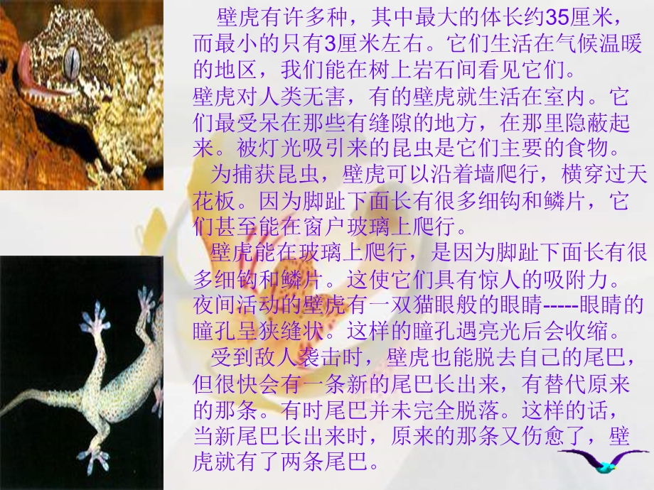 小壁虎借尾巴PPT课件.ppt_第2页