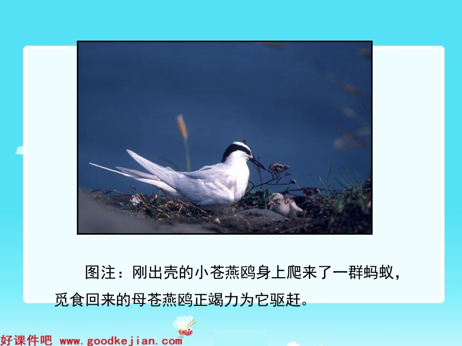 七子之歌(节选).ppt_第3页