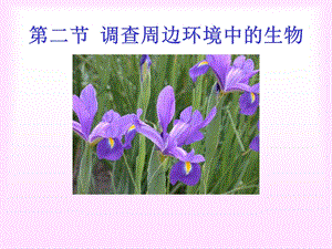 调查周边环境中的生物.ppt