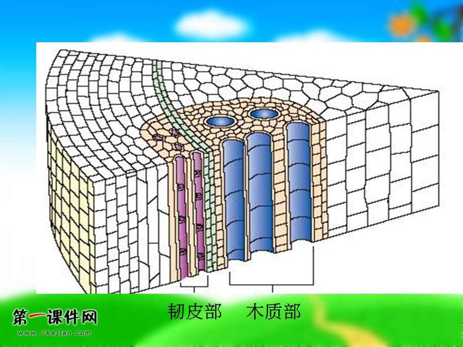 (鄂教版)五年级科学上册课件_树木中的纹路.ppt_第2页