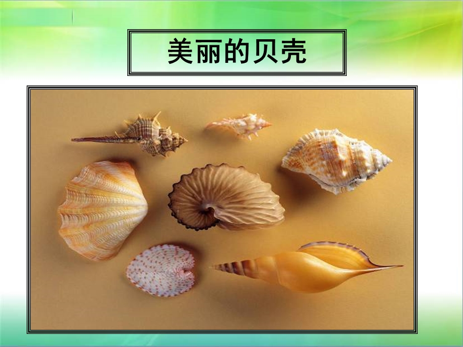 《贝壳》席慕容精品课件.ppt_第1页