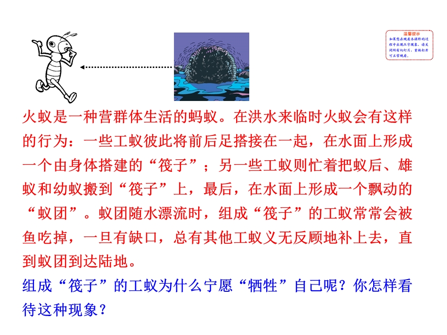 生物课件：人教新课标八年级上第五单元++第二章+第三节++社会行为（共24张PPT）.ppt_第2页