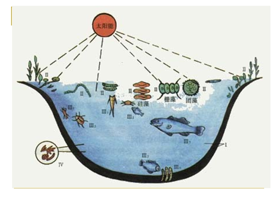 (教科版)五年级科学上册课件_做一个生态瓶_1.ppt_第2页