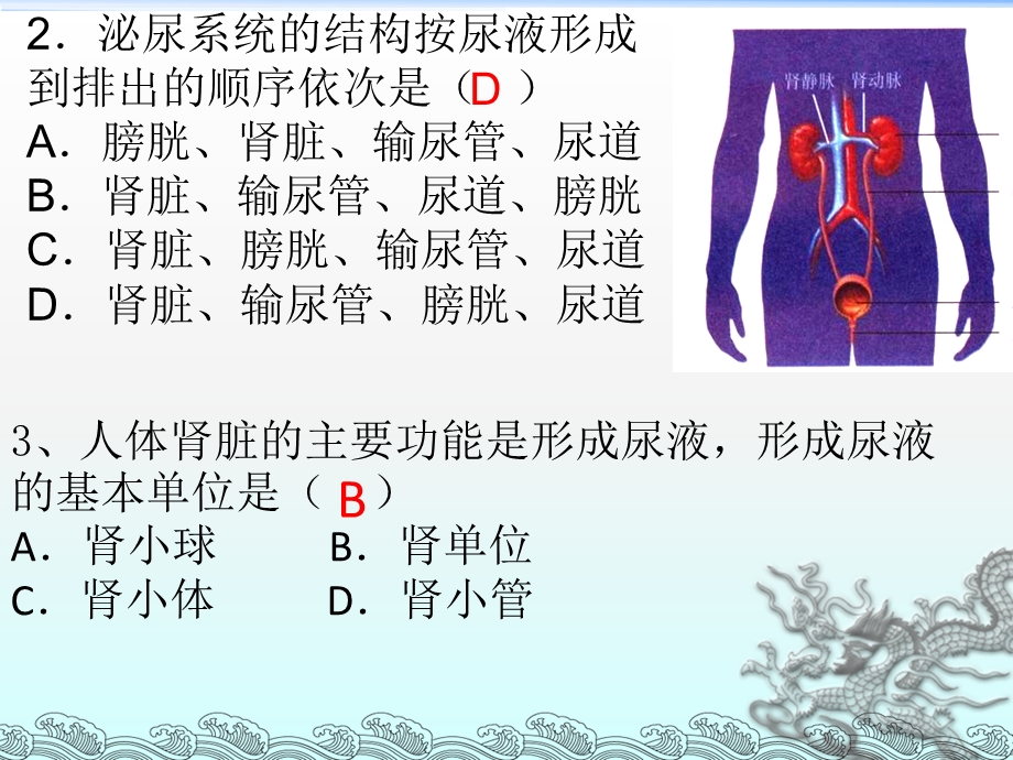 泌尿系统复习课件.ppt_第3页