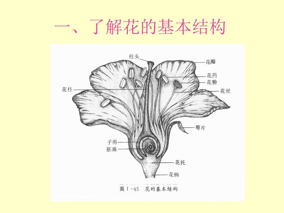 演示文稿《美丽的花》三年级第一册第十课陈金女.ppt_第3页