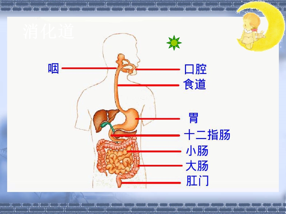 消化和吸收课件2.ppt_第3页