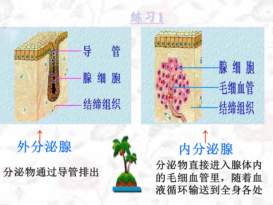 油田五中王华友激素调节.ppt_第3页