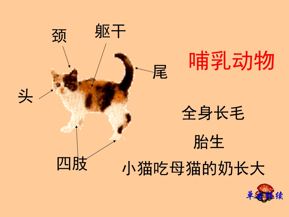 四年级科学上册《更多的小动物》PPT课件之一(鄂教版).ppt_第2页