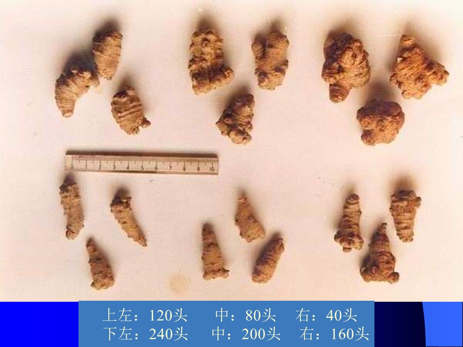 中药商品学Chinesemateriamedicacommoditylogy.ppt_第3页