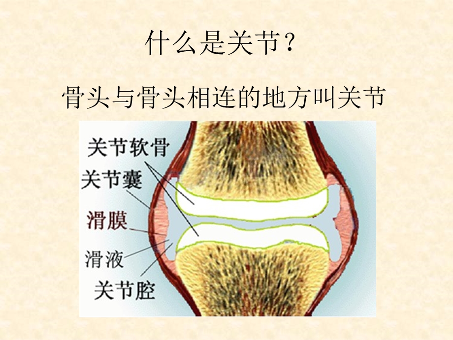 小学科学四级上册关节.ppt_第3页