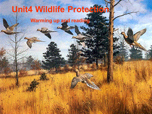 高中英语：Unit 4 Wildlife Protection 课件.ppt