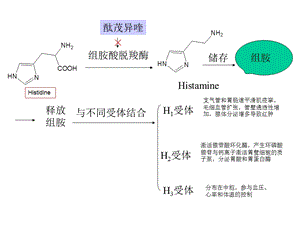 组胺酸脱羧酶.ppt