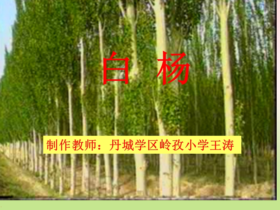 五年级语文下册《白杨》课件.ppt_第1页