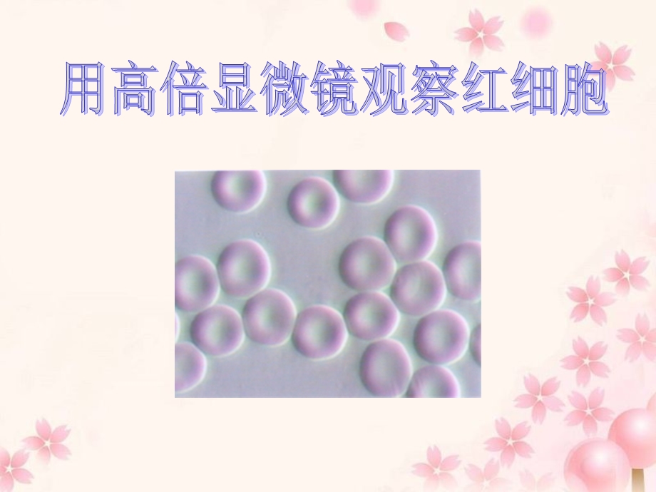 用高倍显微镜观察红细胞.ppt_第1页