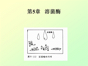 溶菌酶知识.ppt