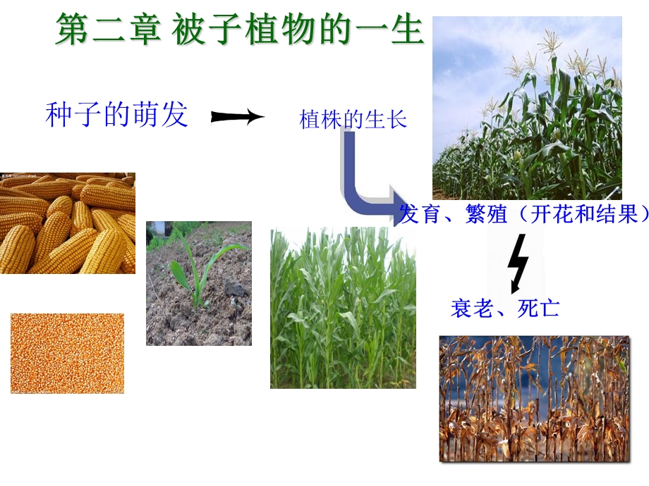 用_第一节_种子的萌发.ppt_第1页