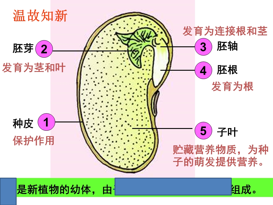 用_第一节_种子的萌发.ppt_第2页