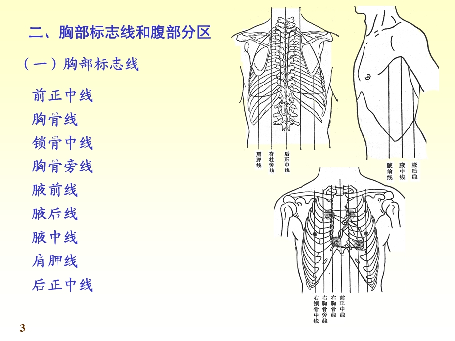 内脏学总论.ppt_第3页