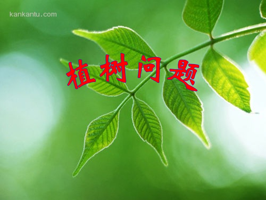 数学广角》植树问题(两端不栽)课件.ppt_第1页