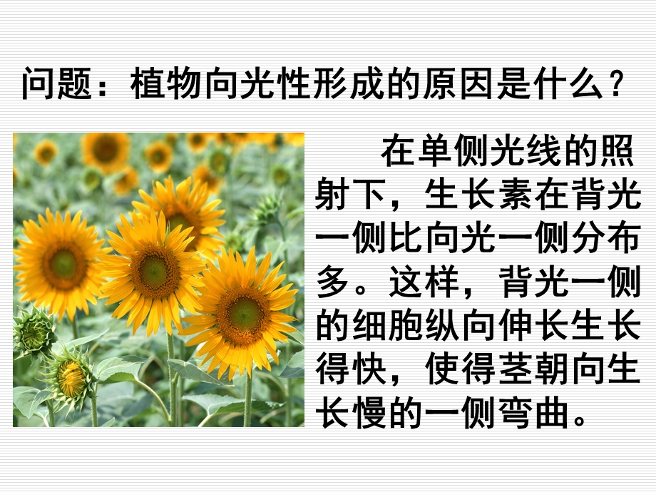 生长素的生理作用.ppt_第1页