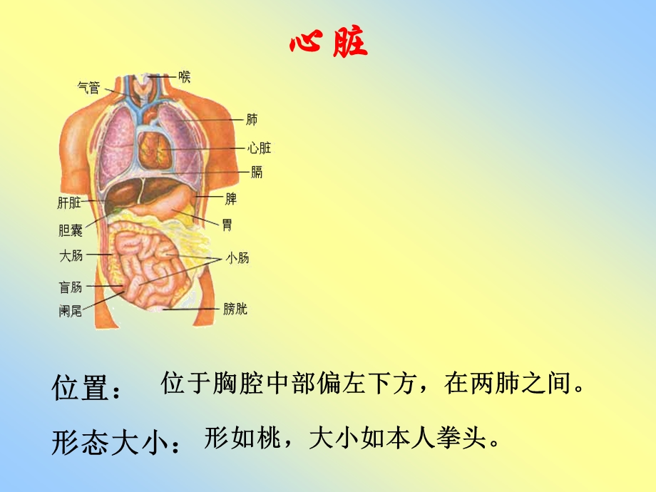 血液循环与新陈代谢.ppt_第3页