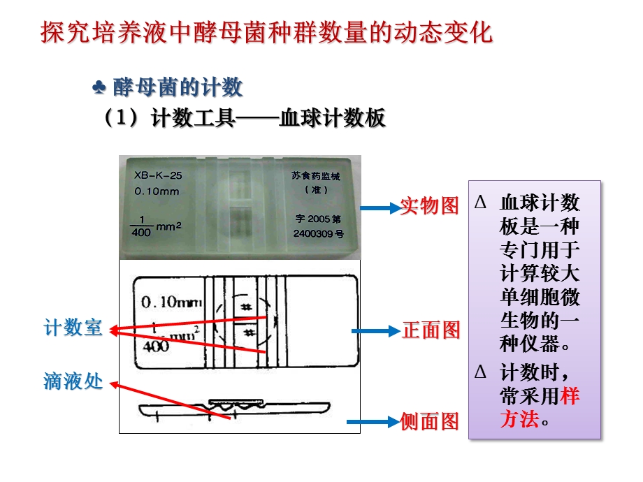 探究培养液中酵母菌种群数量的动态变化.ppt_第3页