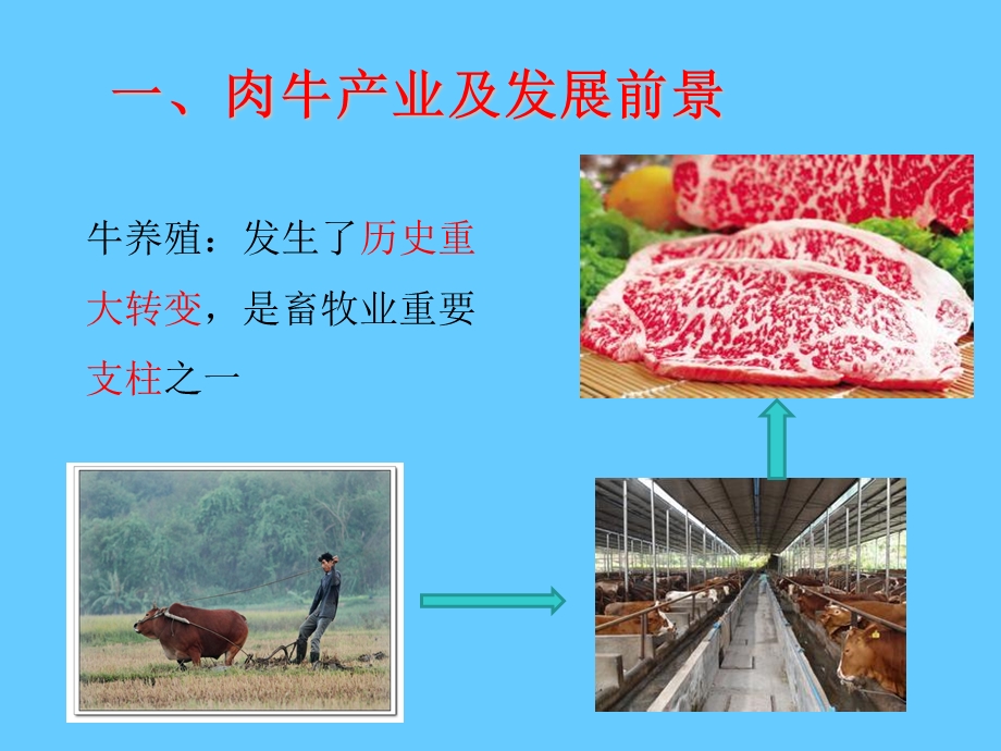 肉牛营养与饲料.ppt_第3页