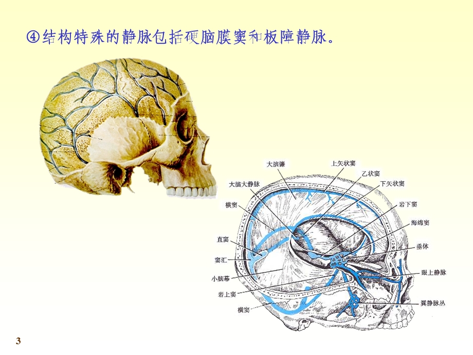 心脑血管静脉.ppt_第3页