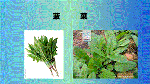 菠菜栽培技术2020.pptx