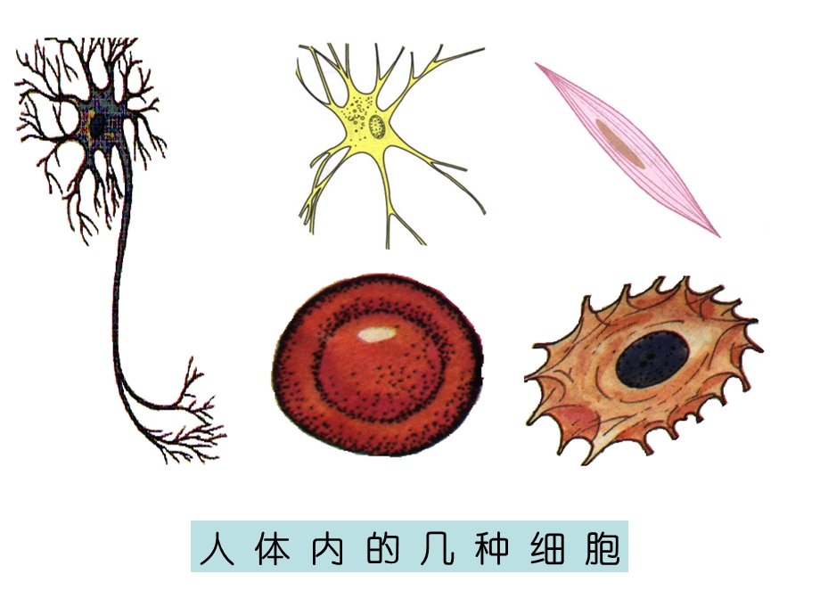 人和动物细胞的结构和功能.ppt_第3页