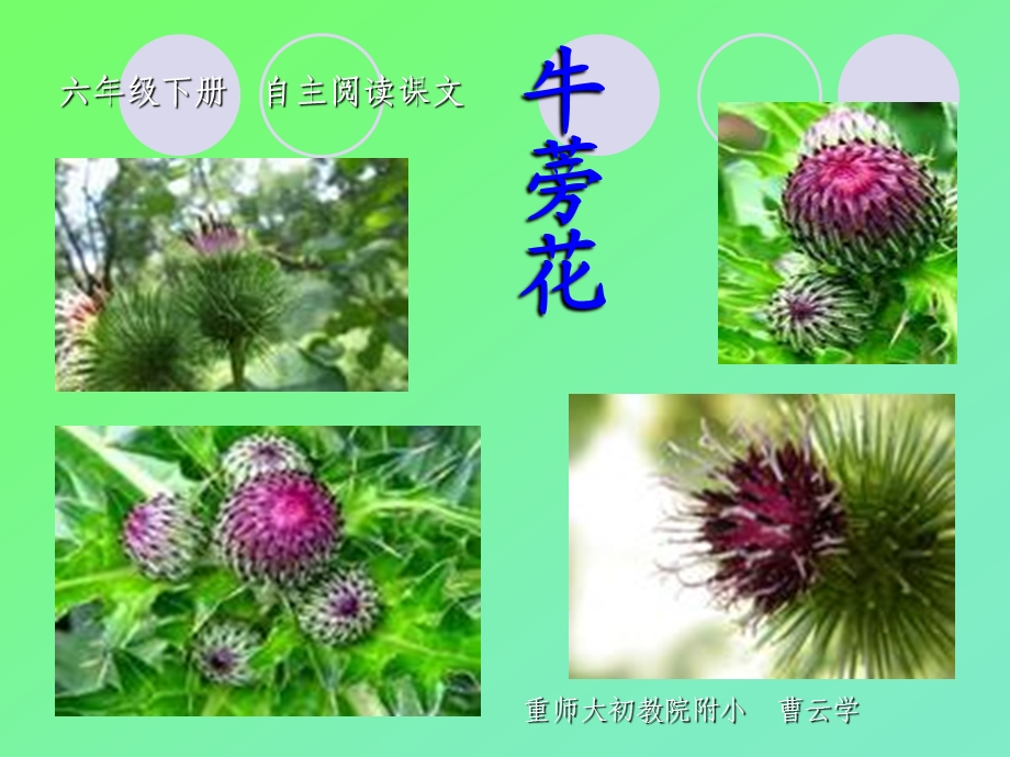 六年级下册《牛蒡花》课件.ppt_第1页