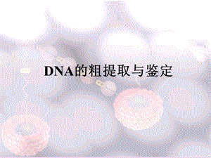 DNA的粗提取与鉴定 (2).ppt