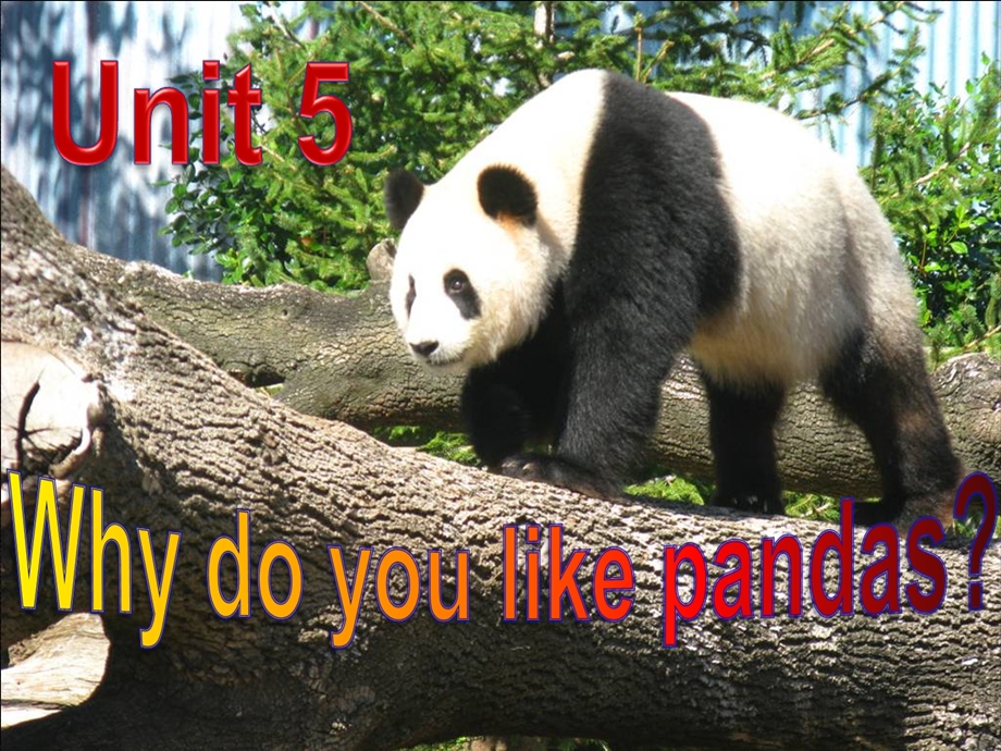 人教版U5_why_do_you_like_pandas公开课_reading.ppt_第1页