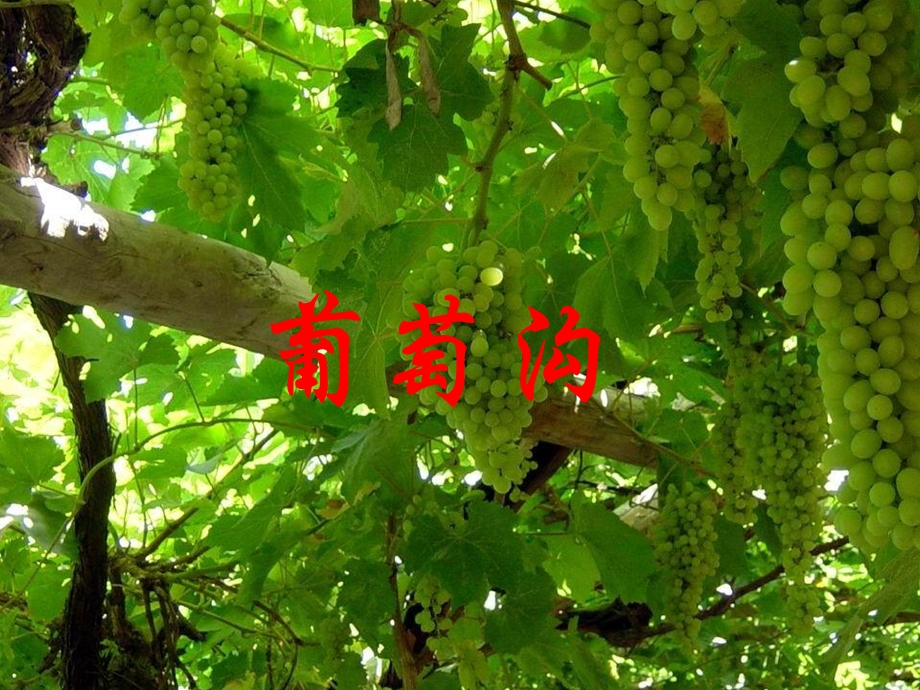 葡萄沟_79039.ppt_第1页